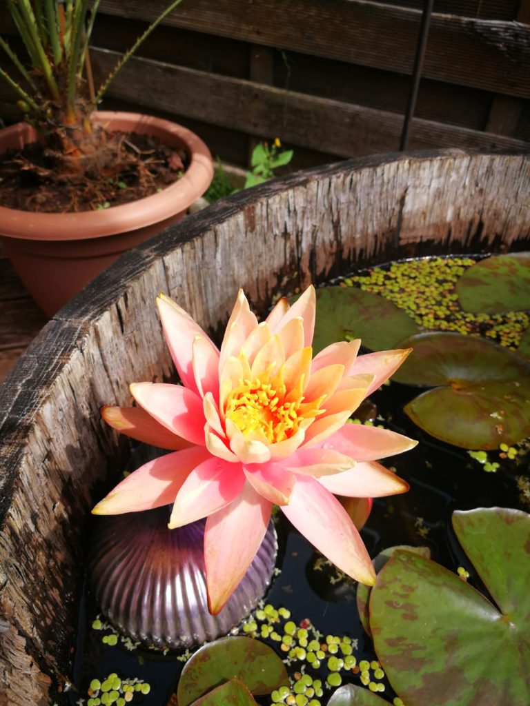 Steinterrassen | Vor- und Nachteile - Marco Torp Gartenbau Kiel